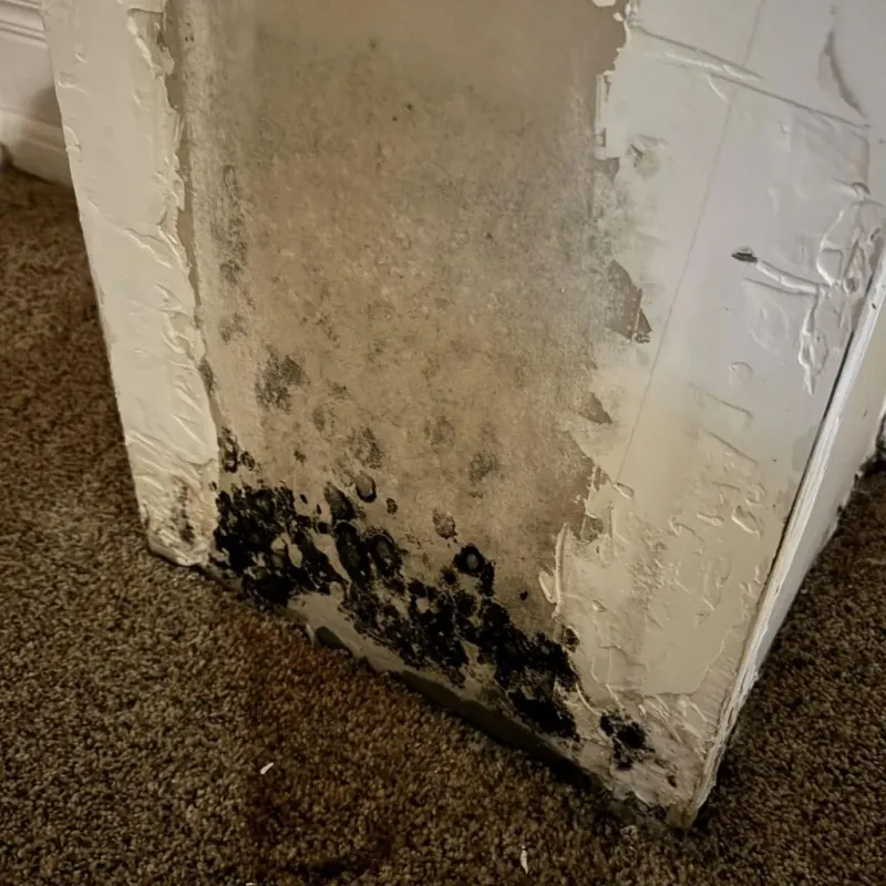 Professional Mold Removal in Enfield, CT